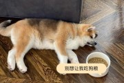 秋田犬（为何以身价过万的秋田犬却很少有人养？）