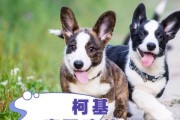 柯基（揭秘柯基独特的饮食习性）