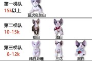 养德文卷毛猫，从这15个方面开始（德文卷毛猫饲养方法详解，一定要注意这些）