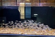 新手零翻车！亲测最好养的5种观赏鱼，闭眼入怎么养都不死