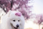 新手养犬指南（根据适应能力和训练需求来比较两种犬种的优劣）