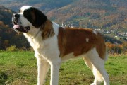 圣伯纳犬的饲养指南（如何正确照顾您的宠物犬）