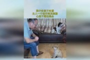 狗为什么会吃主人？（探究狗吃主人的原因及解决办法）