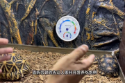 新龟到手有哪些注意事项？