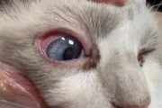布偶猫眼睛发炎的原因与治疗方法（了解布偶猫眼睛发炎的症状及预防措施）