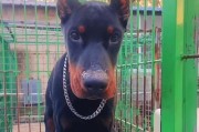 小型杜宾犬的饮食指南（满足小型杜宾犬的营养需求，让它们健康成长）