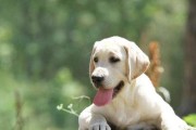 如何培养拉布拉多犬温顺友善的性格（从宠物教育、日常训练到社交经验，助你成为专业的犬主）