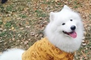 秋天狗狗易患的疾病及预防措施（探索秋天狗狗健康之道）