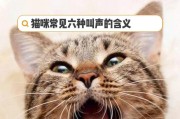 小猫的交流方式（探索小猫如何与人类进行沟通）