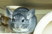 龙猫宠物的价格及基本介绍（了解龙猫的养殖成本及特点，你就离拥有一只可爱的龙猫不远了！）