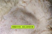 狗狗湿疹的康复时间及治疗方法（探讨狗狗湿疹的康复周期和可行的治疗方法）