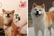 养柴犬（探索柴犬性别选择的优劣势及区别）