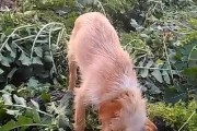 狗公不回家，外面吃什么？（探寻狗公流浪的美食之旅）