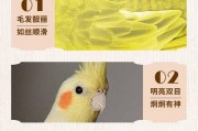 鹦鹉饲料的重要性及如何选择合适的饲料（为您的鹦鹉选择最佳饲料，让它健康快乐成长）