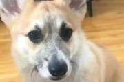 狗狗掉胡须可能是身体在拉警报？狗狗的胡须可不是摆设！