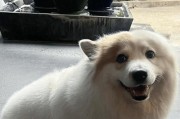 柯基狐狸之间的相似之处（探索柯基与狐狸相似的特点及原因）