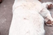 狗狗有虫子的症状及防治方法（了解狗狗有虫子的常见症状及如何预防）