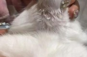 探究兔子口腔炎的症状与预防（了解兔子口腔炎的症状及其预防措施，保护你的毛茸好友！）