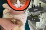 猫咪肝脏受损的原因（探讨猫咪肝脏受损的常见原因与预防方法）