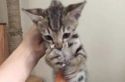 为什么有些猫不爱抓东西？（探寻猫咪行为中的奥秘）