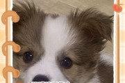 狗狗睁眼后多久能看清？（探究幼犬视力发育的时间和过程）
