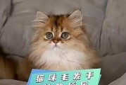 为什么有的猫毛很硬（探究猫毛硬的原因及相关解决方法）