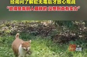 大猫咬小猫脖子的治疗方法（如何处理大猫咬小猫脖子的伤口？）