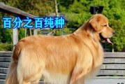 怎么知道金毛犬纯不纯？纯种金毛犬一般有这6个特点