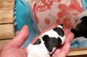 如何判断吉娃娃母犬是否怀孕（宠物主人必备的检测方法）
