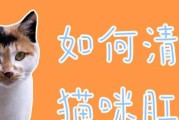 猫洗澡和挤骚腺的正确方法（为你的猫提供舒适的洗澡体验，正确处理挤骚腺问题）