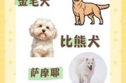 小金毛犬之为何喜欢与人走动（探索小金毛犬独特的社交行为与情感特点）