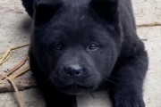 黑色犬的世界（探索黑色犬的品种与特点）