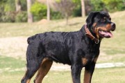 探秘罗威纳犬生长的奥秘（揭秘罗威纳犬何时长得迅速）