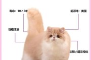 养猫攻略（选择合适的猫咪伴侣，从性格到寿命全知道！）