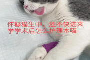 绝育后就完事了！猫咪绝育后需要注意的九大事项