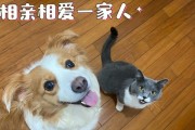 猫与狗（猫狗相处的秘诀和互动方式）