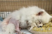 选择适合家庭的小狗伴侣（让家庭更温馨的理想小狗品种选择）