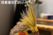 鹦鹉的换毛周期及适应环境（了解鹦鹉换毛的时间、方式和需要关注的事项）