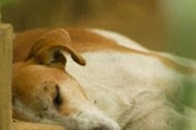 狗狗睡姿背后藏着啥意思？聊聊狗狗睡觉的那些姿势