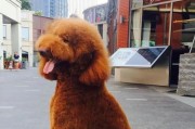 巨型贵宾犬为什么会吃草？（探究巨型贵宾犬食草的原因和注意事项）