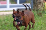 川东猎犬饲养指南（详细介绍如何照顾和训练这个有活力的猎犬品种）