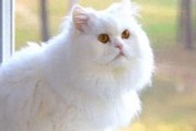 6招破解波斯猫的“高冷”：轻松养成黏人小棉袄