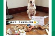 牛腿骨对狗的饮食时间要求（提供适当的食用量和饮食频率，）