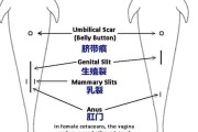 幼犬人工喂奶的方法与注意事项（了解什么情况下幼犬需要人工哺乳，掌握正确的喂养技巧）