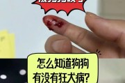 猫咪狂犬病的症状表现及预防措施（了解猫咪狂犬病，守护它们的健康）