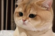 如何正确清洁猫咪耳朵？（有效避免耳垢臭味，让你的猫咪保持清爽）