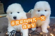以萨摩耶犬养多久才变大？（揭秘萨摩耶犬的成长时间与关键因素）
