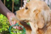 掌握正确的方法与技巧，与金毛犬和谐共处（掌握正确的方法与技巧，与金毛犬和谐共处）