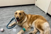 狗狗抽血检查的重要性（了解狗狗健康状态，及时发现疾病迹象）