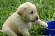 拉布拉多犬饲养全指南（详解养狗要点，让你成为负责任的养犬者）